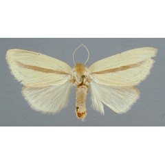 /filer/webapps/moths/media/images/S/strigata_Bisolita_A_RMCA_02.jpg