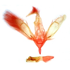 /filer/webapps/moths/media/images/U/uncinata_Aburina_GMHT_MSNM_5272_6JSHEnk.jpg