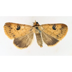 /filer/webapps/moths/media/images/R/resistens_Plecoptera_AF_TMSA_01.jpg