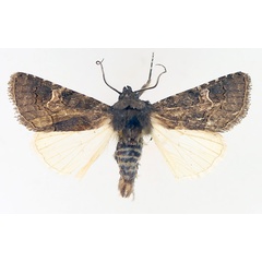 /filer/webapps/moths/media/images/N/nigrescens_Aedia_AF_TMSA_02.jpg