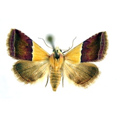 /filer/webapps/moths/media/images/A/anachoresis_Eublemma_A_NHMO.jpg