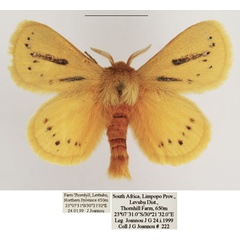/filer/webapps/moths/media/images/P/punctuligera_Laeliopsis_AM_TMSA_04.jpg