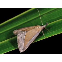 /filer/webapps/moths/media/images/C/conscitalis_Hypena_A_Mazzei.jpg