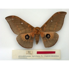 /filer/webapps/moths/media/images/R/reginamasabae_Lobobunaea_HT_NMK.jpg