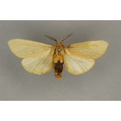 /filer/webapps/moths/media/images/O/occidentalis_Kenyarctia_AM_BMNH.jpg