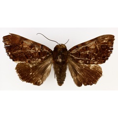 /filer/webapps/moths/media/images/M/melanis_Pseudoarcte_AM_TMSA_04.jpg