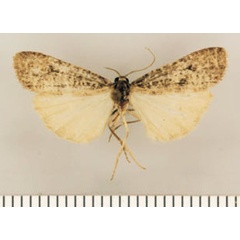 /filer/webapps/moths/media/images/P/petrodes_Pasteosia_PTF_TMSA.jpg