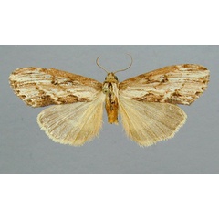 /filer/webapps/moths/media/images/A/angustipennis_Microchadisra_HT_RMCA.jpg