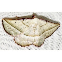 /filer/webapps/moths/media/images/A/admiranda_Drepanogynis_A_Braun_05.jpg