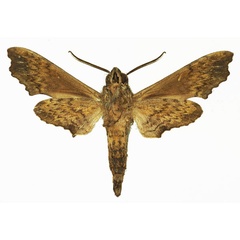 /filer/webapps/moths/media/images/N/natalis_Temnora_AM_Basquin_01b.jpg