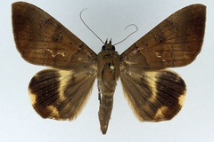 Achaea catocaloides