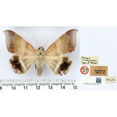/filer/webapps/moths/media/images/V/violascens_Achaea_HT_BMNH.jpg