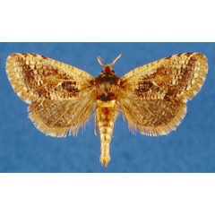 /filer/webapps/moths/media/images/M/mineti_Moyencharia_PTF_Lehmann.jpg