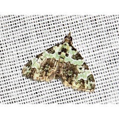 /filer/webapps/moths/media/images/S/smaragdinata_Piercia_A_Braun.jpeg
