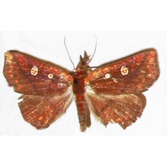 /filer/webapps/moths/media/images/M/mabillei_Cryptomeria_AM_MNHN.jpg