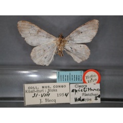 /filer/webapps/moths/media/images/E/epiclithra_Cleora_HT_RMCA_02.jpg