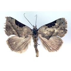 /filer/webapps/moths/media/images/C/cyphonota_Odontestis_A_RMCA.jpg