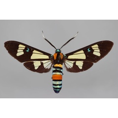 /filer/webapps/moths/media/images/F/folletii_Euchromia_A_BMNH.jpg