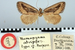 Namangana atripars