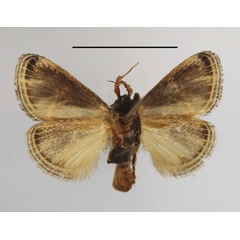 /filer/webapps/moths/media/images/N/nervosa_Zinara_A_MGCLb_01.JPG