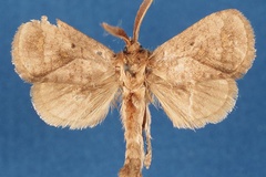 Shimonia timberlakei