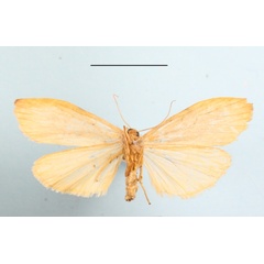 /filer/webapps/moths/media/images/P/peperita_Aroterosia_A_MGCLb_02.JPG