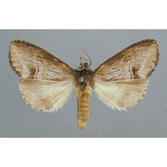 /filer/webapps/moths/media/images/M/macrodonta_Rasemia_AM_RMCA.jpg