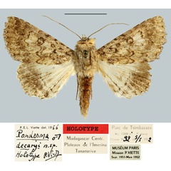 /filer/webapps/moths/media/images/D/decaryi_Pandesma_HT_MNHN.jpg