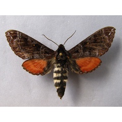 /filer/webapps/moths/media/images/P/poecila_Dovania_A_Baron_01.jpg