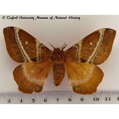 /filer/webapps/moths/media/images/S/sinope_Urota_A_OUMNH.jpg
