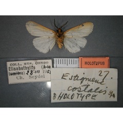 /filer/webapps/moths/media/images/C/costalis_Logunovium_HT_RMCA_02.jpg