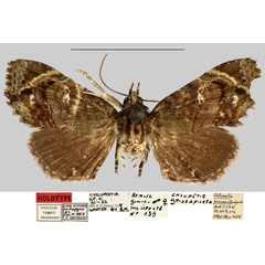 /filer/webapps/moths/media/images/G/griseapicata_Chlumetia_HT_MNHN.jpg