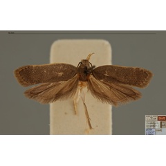 /filer/webapps/moths/media/images/C/craspedots_Trichotaphe_MHT_RMCA.jpg