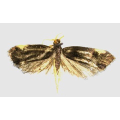 /filer/webapps/moths/media/images/S/seydeli_Thubdora_HT_RMCA.jpg
