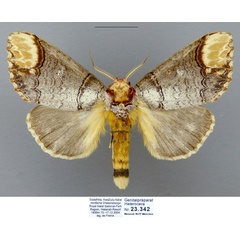 /filer/webapps/moths/media/images/I/imitata_Antheua_AF_MWM.jpg