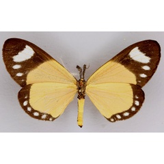 /filer/webapps/moths/media/images/M/monteironis_Cartaletis_A_ZSM_02.jpg