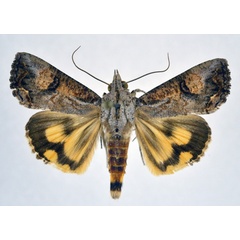 /filer/webapps/moths/media/images/R/rostrata_Hypocala_A_NHMO.jpg