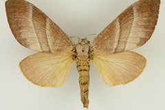 Cleopatrina phocea