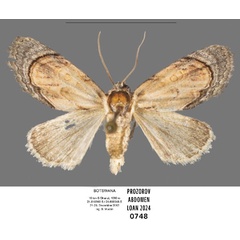 /filer/webapps/moths/media/images/G/griseocincta_Paracroria_AM_ANHRT.jpg