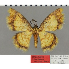 /filer/webapps/moths/media/images/M/minuscula_Heterostegane_HT_ZSMa.jpg