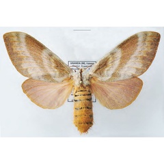 /filer/webapps/moths/media/images/T/trilineata_Pachytrina_AF_Ihle_01.jpg