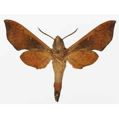 /filer/webapps/moths/media/images/F/funebris_Temnora_AM_Basquin_02b.jpg