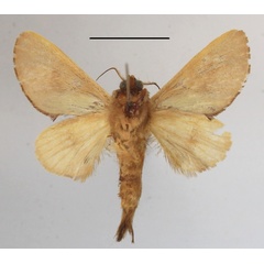 /filer/webapps/moths/media/images/T/terminalis_Scalmicauda_A_MGCLb_01.JPG