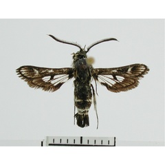 /filer/webapps/moths/media/images/C/capensis_Thyranthrene_PT_ZSM01.jpg