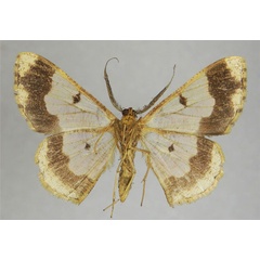 /filer/webapps/moths/media/images/L/labifera_Zamarada_AM_ZSMb.jpg