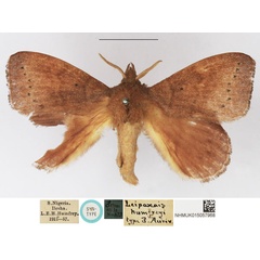 /filer/webapps/moths/media/images/H/humfreyi_Leipoxais_STM_NHMUK.jpg