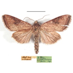 /filer/webapps/moths/media/images/C/calumniosa_Polia_HT_MSNM.jpg