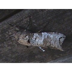 /filer/webapps/moths/media/images/M/moderata_Strigocossus_A_Guyonnet_UUwKUIS.jpg