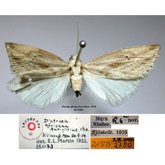 /filer/webapps/moths/media/images/A/africana_Diatraea_LT_SNHM_01.jpg