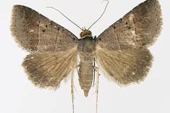 Plecoptera melalepis